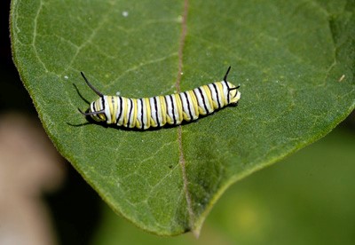 Monarch caterpillar